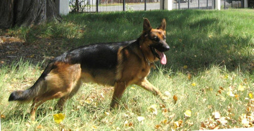 WOLPERTINGER WALD German Shepherd Dog
