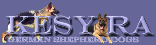 Kesyra German Shepherd Dogs
