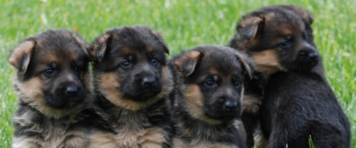 My BodyGuard German Shepherd Dogs