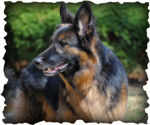 Rehoboth Long Coat German Shepherd Dogs