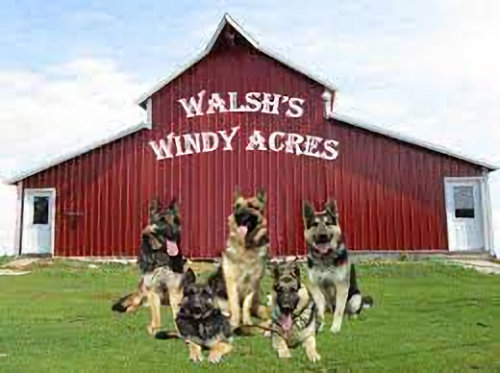 Walshs Windy Acres Shepherds