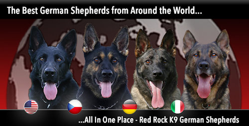 RED ROCK K9 German Shepherds 