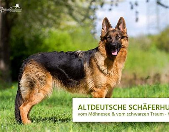 The Old German Shepherd is the king class of the German Shepherd