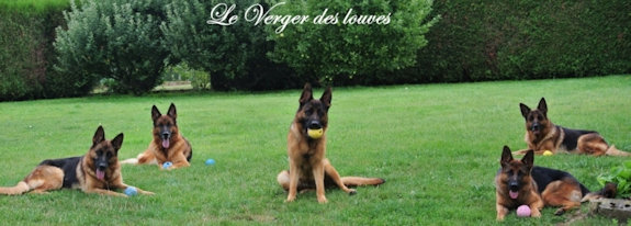 ELEVAGE BERGER ALLEMAND CHIOT LEVEUR 