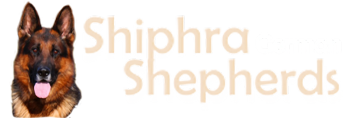 Shiphra German Shepherds 