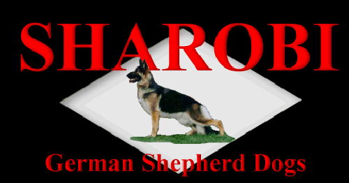 Sharobi German Shepherd Dogs