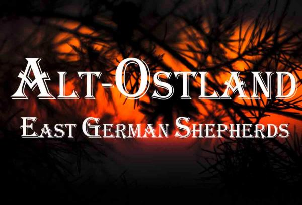 Alt-Ostland DDR German Shepherds
