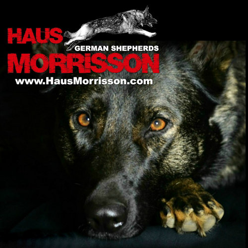  Haus Morrisson German Shepherds 