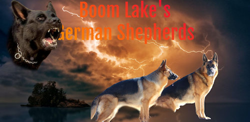 Boom Lakes German Shepherds