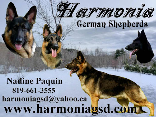 Harmonia German Shepherds