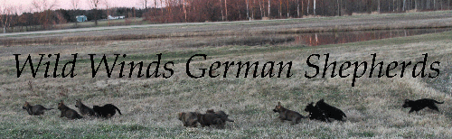 Wild Wilds German Shepherds