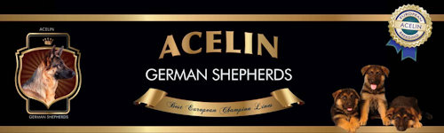 Acelin German Shepherds