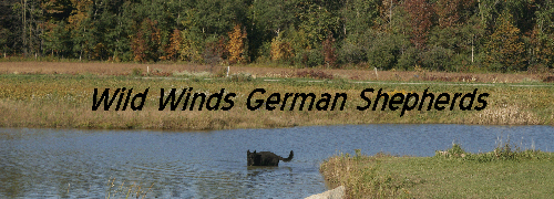 Wild Winds German Shepherds