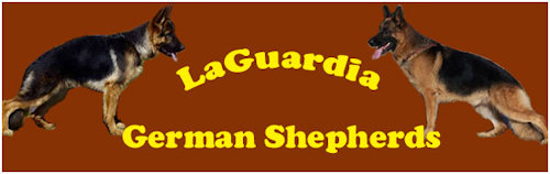LaGuardia German Shepherds