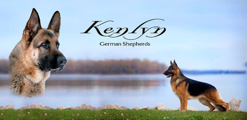 Kenlyn German Shepherds