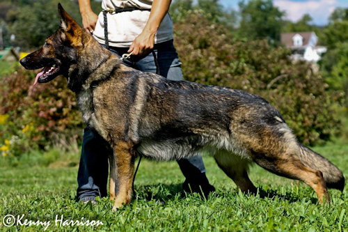 Pittsburgh Dog Training and German Shepherd Dogs