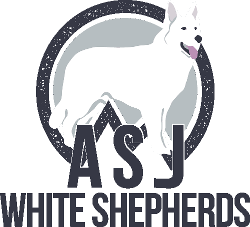 ASJ White Shepherds