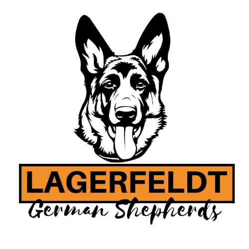 Lagerfeldt German Shepherds