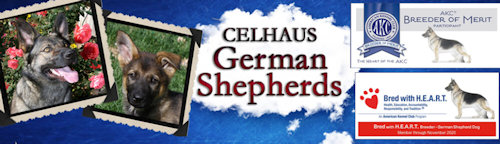 Celhaus German Shepherds