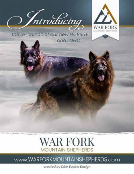 War Fork Mountain Shepherds